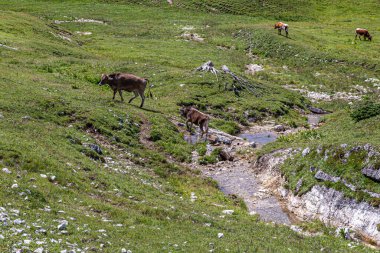 İtalyan Alpleri 'nin dağ otlaklarında çekilmiş süt sığırları.