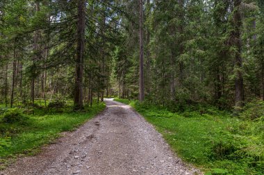 İtalya alp ormanlarından geçen toprak bir yol..