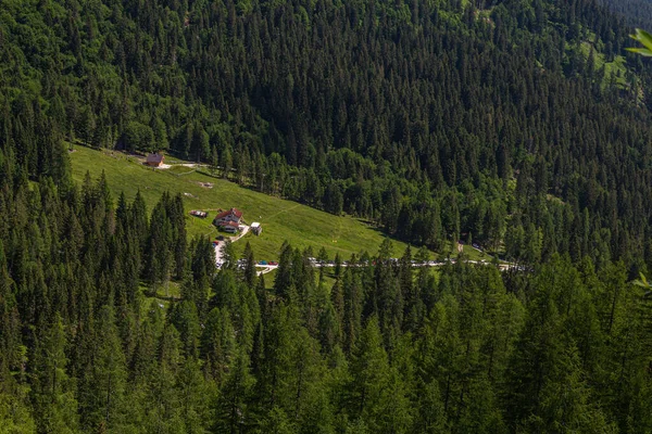 Typowy Alpejski Las Włoskich Gór — Zdjęcie stockowe