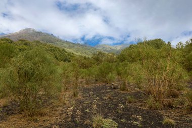 Sicilya 'daki Etna volkanının tipik ormanlarının fotoğrafları.