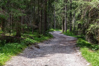 İtalya alp ormanlarından geçen toprak bir yol..