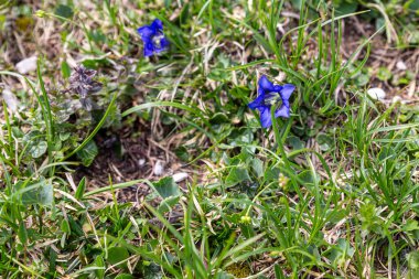Small purple flowers of the Italian Dolomite Alps