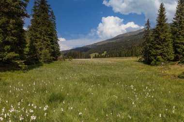 Kuzey İtalya 'nın tipik dağlık otlakları