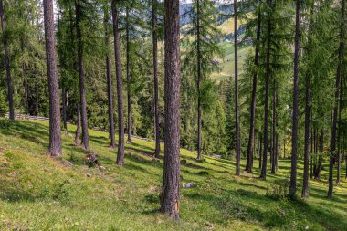 Alta Badia 'daki dağ yürüyüşü rotası, İtalyan Alpleri. Güzel doğal manzaralar.