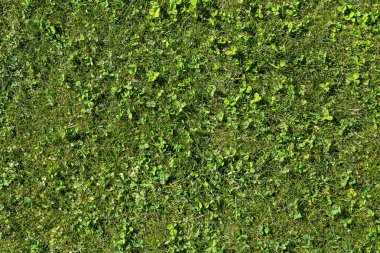 Yeşil çimenlik, dokular ya da arka planlar için ideal