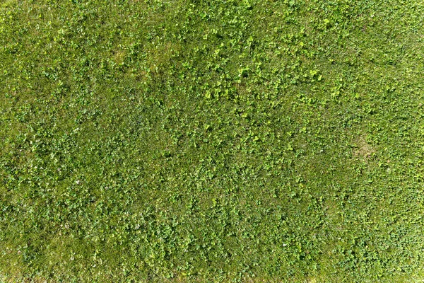 Green Grassy Lawn Ideal Textures Backgrounds — Stock Photo, Image