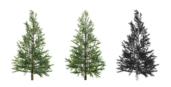 Small Spruce Rendering Three Different Views Black White Image — Stock Photo, Image