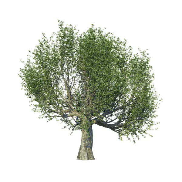 Olive Tree Rendering Isolated White Background — Stock Photo, Image