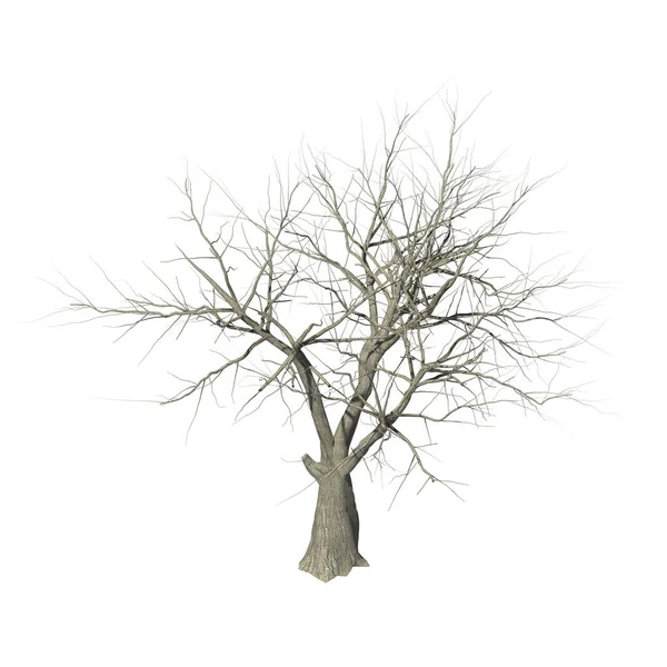 Uma Árvore Murcha Sem Folhagem Fundo Branco Renderização Isométrico — Fotografia de Stock