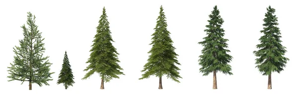 Landscaping Coniferous Trees Isolated Background Spruce Illustration — Stock Photo, Image