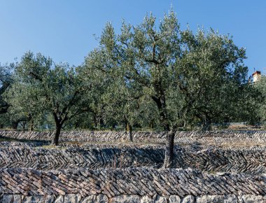 Valpolicella 'daki antik taştan duvar teraslarında bir zeytin koruluğu.