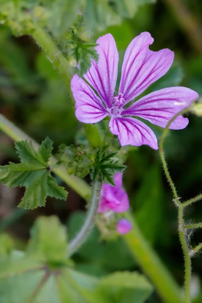 Mallow Utilizado Medicina Herbal Para Tratamento Inflamações Cavidade Orofaríngea Bem — Fotografia de Stock