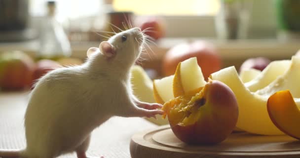 Bílá krysa jí čerstvé ovoce — Stock video