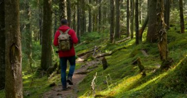 Sırt çantalı bir turist güzel bir ormanda yol boyunca yürür.