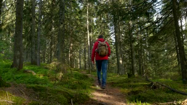 Турист с рюкзаком ходит по тропе в красивом лесу — стоковое видео