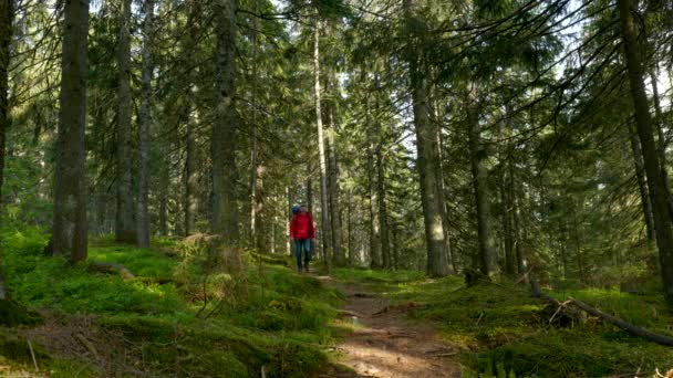 Tourist guy with a backpack walks along a trail in a beautiful forest — Stock Video