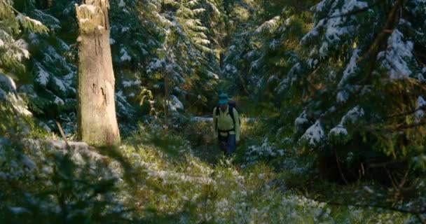 Een vrouw wandelt in een mystiek bos — Stockvideo