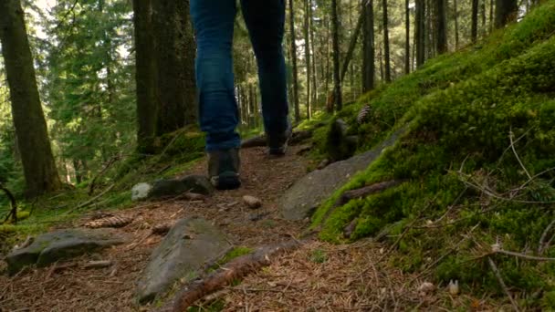 Ragazzo turistico con uno zaino cammina lungo un sentiero in una bella foresta — Video Stock