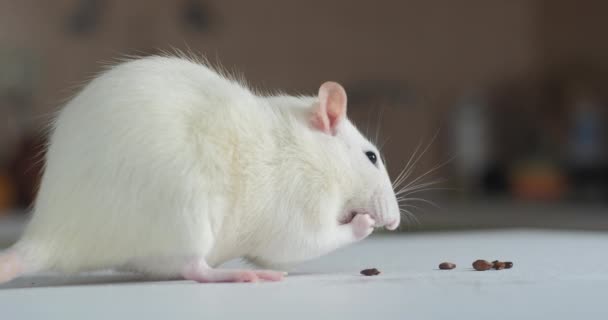 Домашній білий пацюк їсть насіння — стокове відео