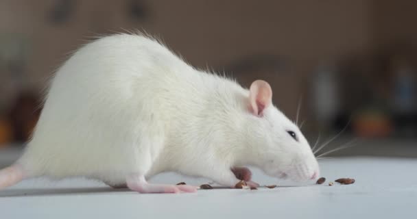 Weiße Ratte frisst die Samen — Stockvideo