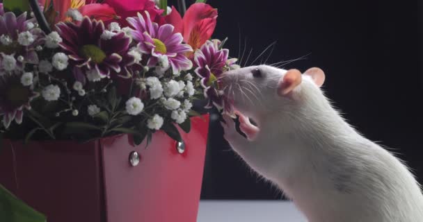 Heimische weiße Ratte schnuppert schöne Blumen — Stockvideo