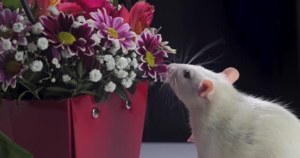Rata blanca doméstica huele hermosas flores — Vídeo de stock