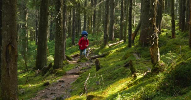 Туристичний хлопець з рюкзаком йде по стежці в прекрасному лісі — стокове відео