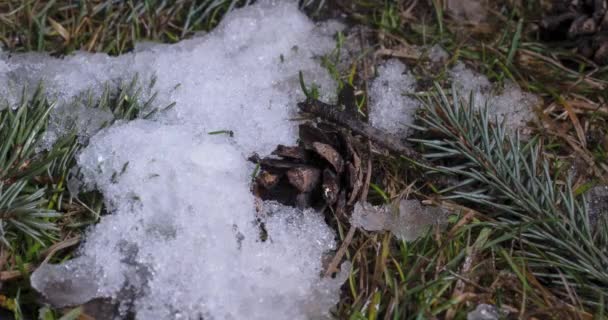 Macro time-lapse tiro de partículas de neve brilhante derretimento e desvendar ramo árvore de Natal, cone de abeto e grama verde — Vídeo de Stock