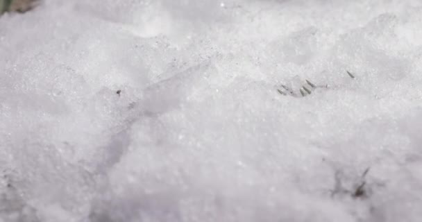Parlak eriyen kar taneciklerinin makro hızlandırılmış görüntüsü ve ortaya çıkan dallı Noel ağacı, ladin konisi ve yeşil çimen — Stok video