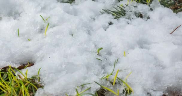 Макро-часовий знімок блискучих частинок танення снігу та відкритої гілки ялинки, ялинових конусів та зеленої трави — стокове відео