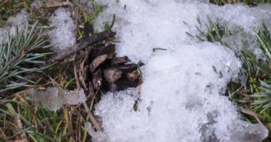 Parlak eriyen kar taneciklerinin makro hızlandırılmış görüntüsü ve ortaya çıkan dallı Noel ağacı, ladin konisi ve yeşil çimen