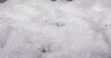 Parlak eriyen kar taneciklerinin makro hızlandırılmış görüntüsü ve ortaya çıkan dallı Noel ağacı, ladin konisi ve yeşil çimen