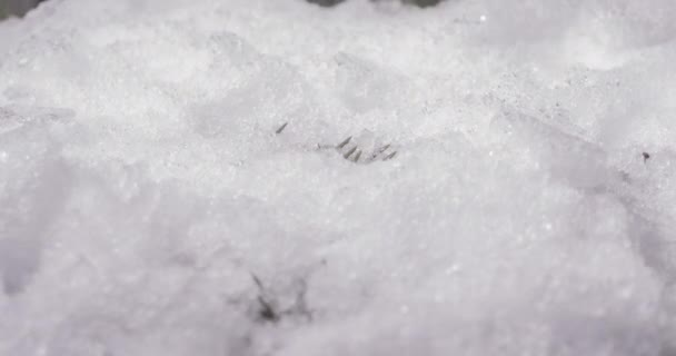 Macro time-lapse shot van glanzende smeltende sneeuwdeeltjes en onthulling tak kerstboom, sparren kegel en groen gras — Stockvideo