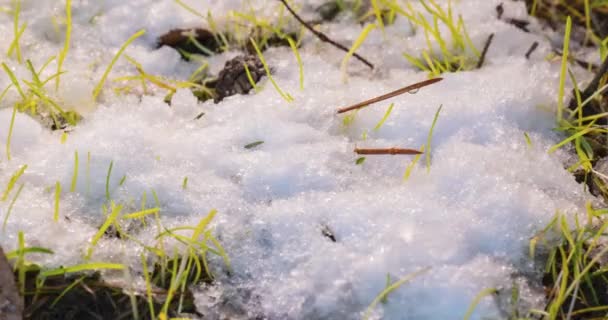 Makro time-lapse shot z błyszczących topniejących cząstek śniegu i odsłaniając gałąź choinki, świerk stożek i zielona trawa — Wideo stockowe