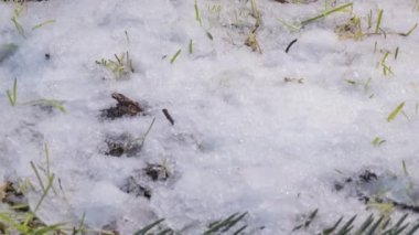 Parlak eriyen kar taneciklerinin makro hızlandırılmış görüntüsü sıvı suya dönüşüyor ve yeşil çimenler ve yapraklar ortaya çıkıyor.