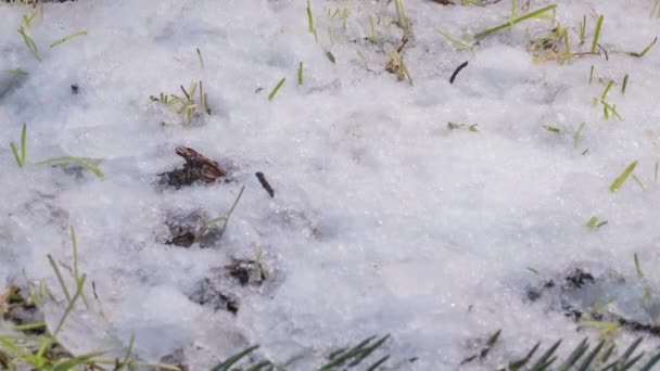 Makroczasowe ujęcie błyszczących topniejących cząstek śniegu zamieniających się w ciekłą wodę i odsłaniających zieloną trawę i liście — Wideo stockowe