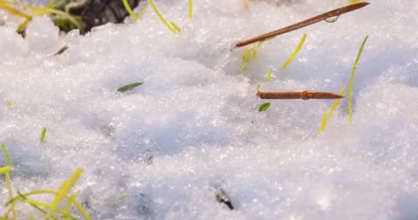 Makro time-lapse shot z błyszczących topniejących cząstek śniegu i odsłaniając gałąź choinki, świerk stożek i zielona trawa — Wideo stockowe