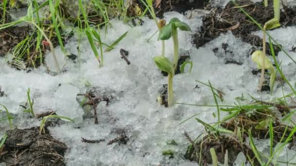 Macro tiro em câmera lenta de neve derretida e expondo grama verde e brotos de plantas — Vídeo de Stock