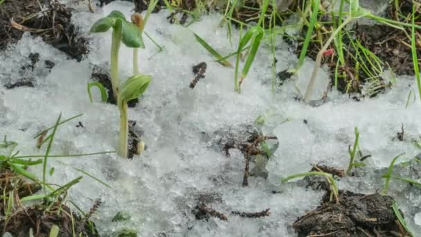 Macro tiro de neve derretida e expondo grama verde e brotos de plantas — Vídeo de Stock