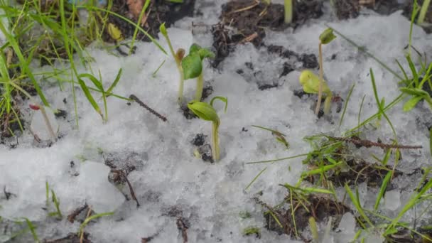 Yavaş çekim, eriyen karın makro görüntüsü yeşil çimenler ve bitki filizleri açığa çıkarıyor. — Stok video