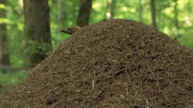 Ormandaki karınca. Bir karınca yuvasında orman karıncalarının işi ve hayatı.