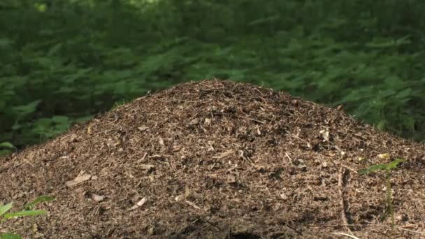 Mravenec Lese Práce Život Lesních Mravenců Mraveništi — Stock video