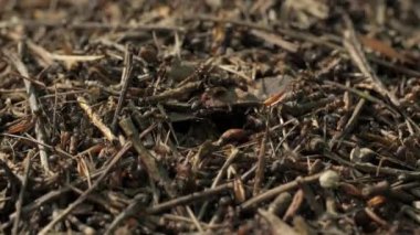 Karınca yuvasında iş ve orman karıncalarının hayatı. Karınca yuvası karıncalarla kaynıyor, yakın çekim..