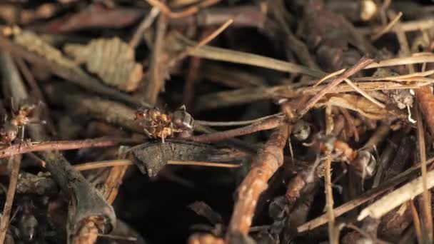 Lavoro Vita Delle Formiche Della Foresta Formicaio Formicaio Brulica Formiche — Video Stock