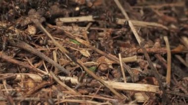 Karınca yuvasında iş ve orman karıncalarının hayatı. Karınca yuvası karıncalarla kaynıyor, yakın çekim..