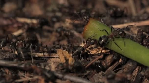 Werk Leven Van Bosmieren Een Mierenhoop Mierenhoop Wemelt Van Mieren — Stockvideo