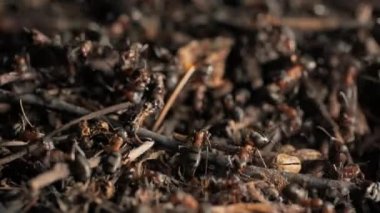 Karınca yuvasında iş ve orman karıncalarının hayatı. Karınca yuvası karıncalarla kaynıyor, yakın çekim..