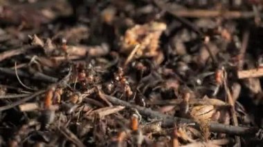 Karınca yuvasında iş ve orman karıncalarının hayatı. Karınca yuvası karıncalarla kaynıyor, yakın çekim..