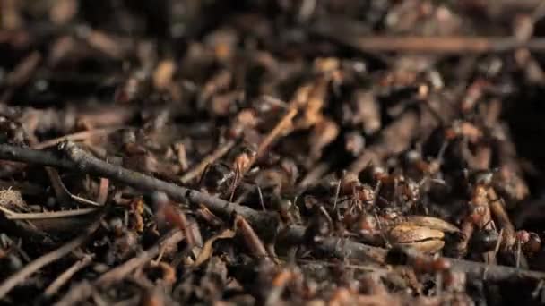 개미집에 개미들의 개미들로 개미집 — 비디오