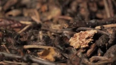Karınca yuvasında iş ve orman karıncalarının hayatı. Karınca yuvası karıncalarla kaynıyor, yakın çekim..